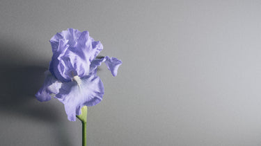 Iris Debonair